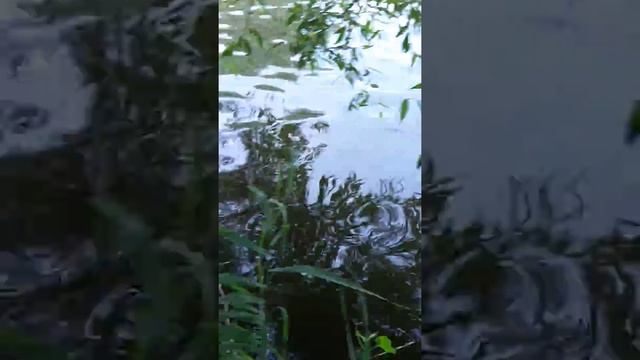 Гибель рыбы и раков на озере Муромское смотреть онлайн