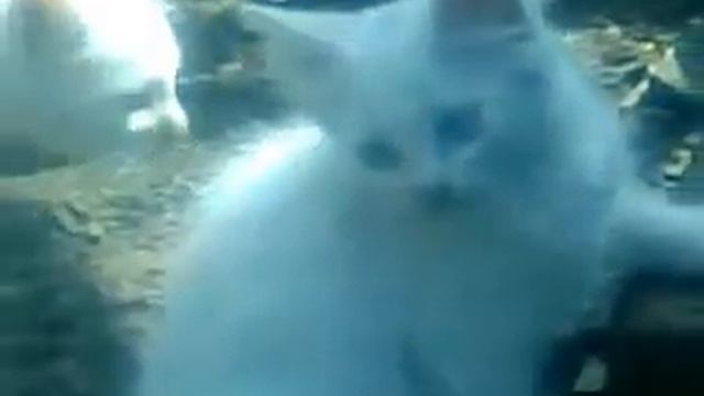 кошка голубоглазая смотреть онлайн