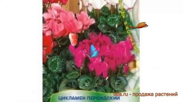 Цикламен персидский Персидский Гигантская смесь ? обзор: как сажать, семена цикламена смотреть онлайн