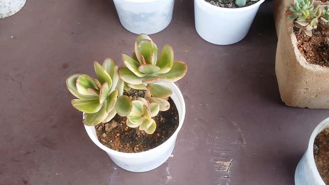 || VARIEGATED CRASSULA OVATA STEM CUTTING ||