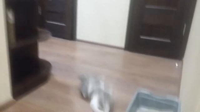 Любимый котик :) смотреть онлайн