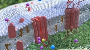 Схема работы натрий калиевого насоса