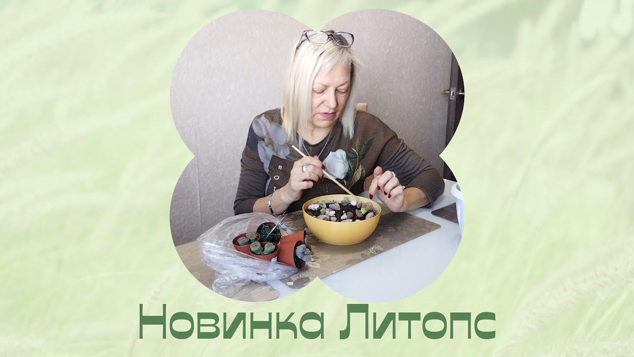 Новинки. Комнатные растения. Литопс. смотреть онлайн