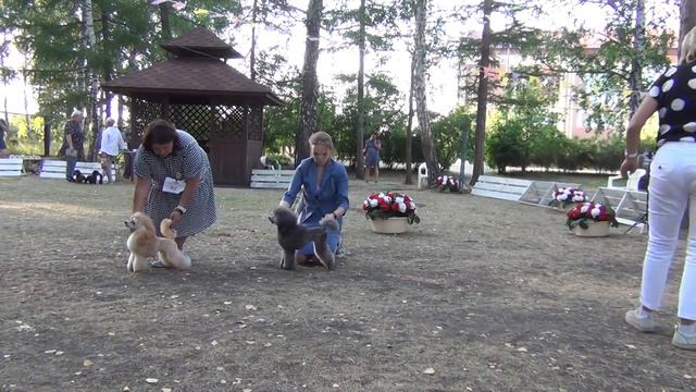 319  Моно пуделей 29.07.2023. Челябинск. БЭСТ щенков