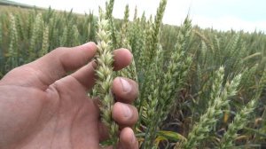 18.07.18. Яровая пшеница, сорт Ликамеро.