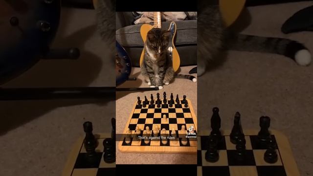5 Minutes of Strange TikTok Cat Content смотреть онлайн
