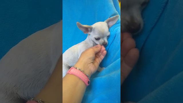 Пантикапей Алексиос мальчик чихуахуа Симферополь продажа Кастропуло мини порода смотреть онлайн