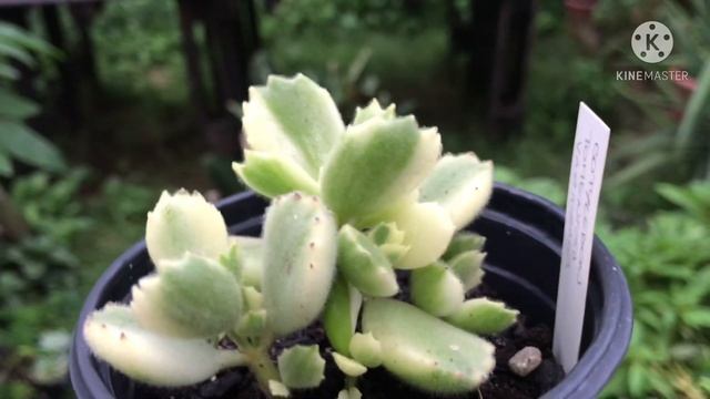 Aprenda a ACERTAR no cultivo da PATINHA DE URSO ?- Cotyledon Tomentosa - Dicas de Cultivo смотреть онлайн