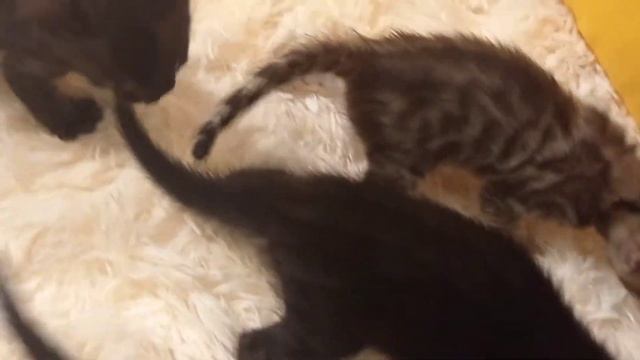 Бенгалята 20 дней! смотреть онлайн