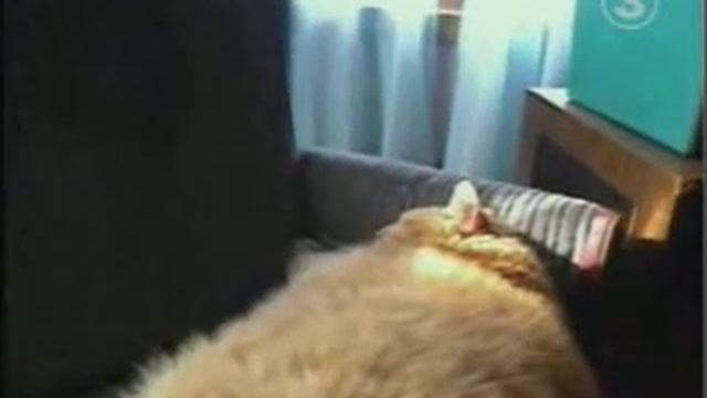 Самый большой кот в Мире-2007 смотреть онлайн