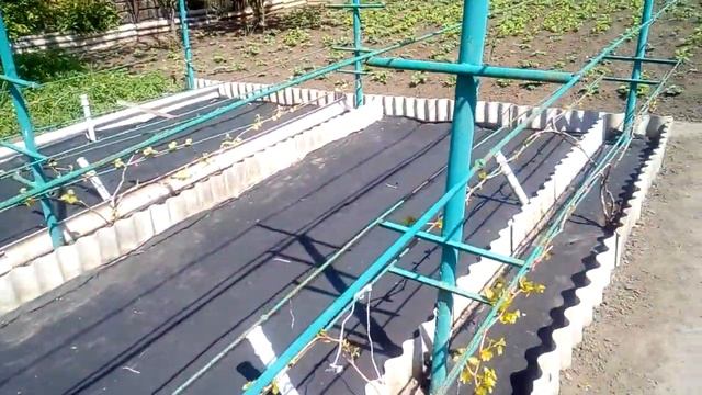 Выламываем двойники. Аллелопатия - как уживаться с соседями. смотреть онлайн