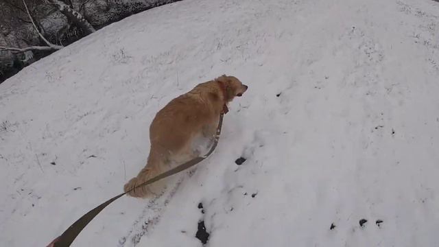 Кандидаты на Вязку. Чемпионы, внук чемпиона мира, простой парень на селе. Кого? Все о течке. Зима! смотреть онлайн
