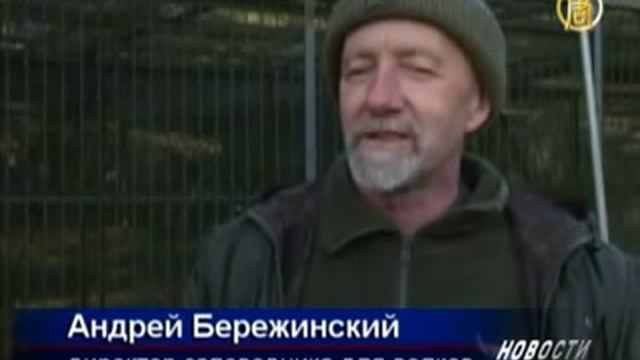 Европейцы скоро забудут как выглядят волки смотреть онлайн