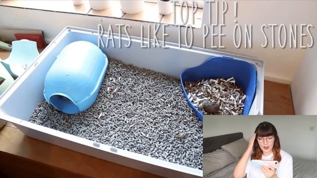 Reacting to my old rat care and first cage setup... смотреть онлайн