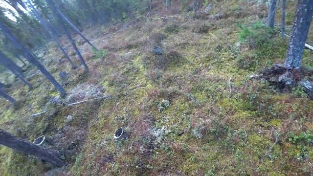 Бобры строят плотину. Нашли лёжку оленей. Тулан кого то облаивает 4 серия //ВТОРАЯ ИЗБА ОСЕНЬ 2022/ смотреть онлайн