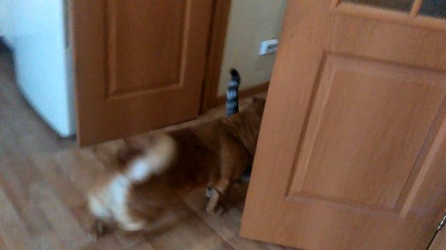 Унижение кота-1 смотреть онлайн
