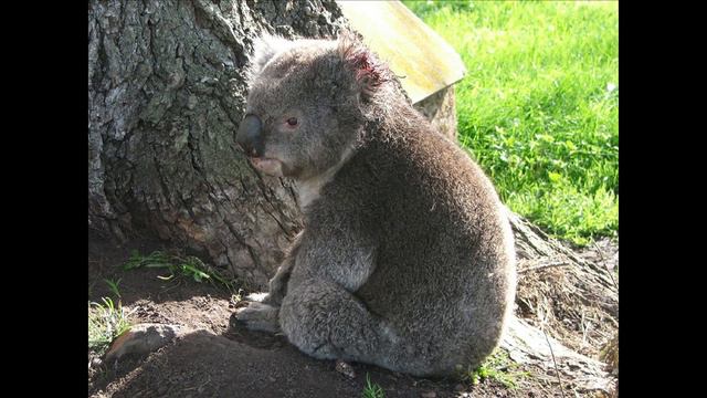 Koala tracker: Alex Harris at TEDxNoosa 2014 смотреть онлайн
