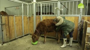Как приучить тёлочку к человеку. Советы начинающим животноводам. Разводим коров