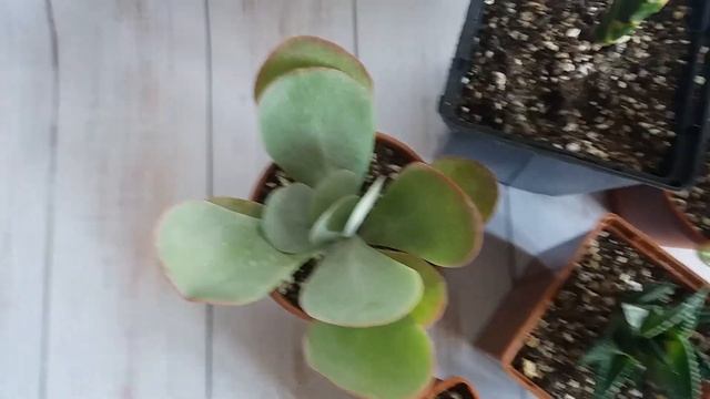 Сансевиерия (Sansevieria),Каланхоэ Тирсифлора(Тhyrsiflora),Пеперомия,гастерия и хавортия