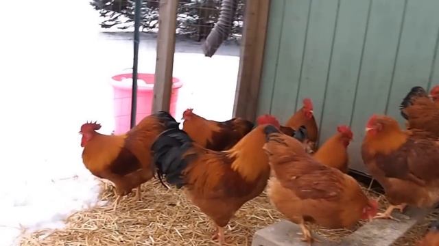 New Hampshire Chickens смотреть онлайн