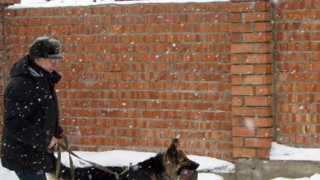 Восточно-Европейская овчарка Дарк Соул Цея. смотреть онлайн