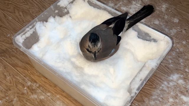 КАВКАЗСКАЯ СОЙКА ЖАНН ЛЮБИТ СНЕГ ?? смотреть онлайн