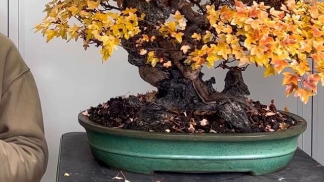 Стоит ли рассказать о базовом уходе за бонсай? Субстрат, полив и удобрения. | Bonsai. 盆栽. Япония.日本