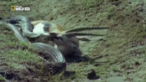 Самые большие змеи. Документальное кино