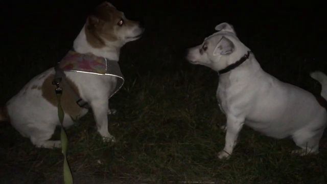 Джек Рассел терьер - встреча на прогулке смотреть онлайн