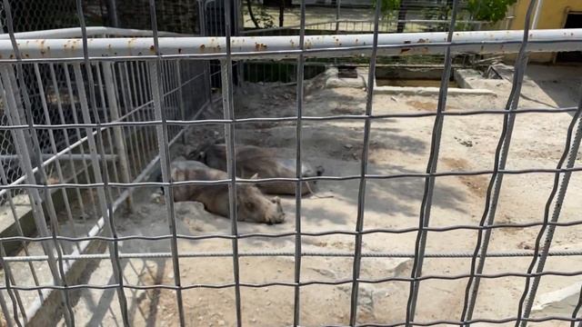 САФАРИ ПАРК ГЕЛЕНДЖИК 2022 смотреть онлайн