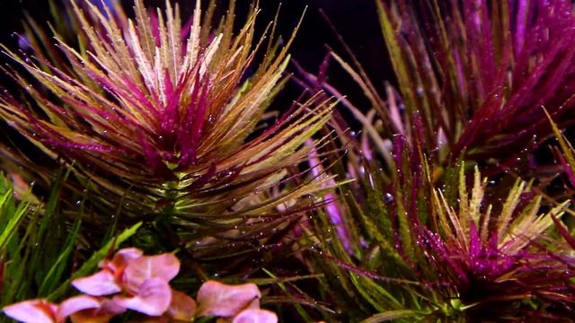 Tanaman Aquascape Cantik dan cukup mudah Limnophila Aromatica | Syaratnya Hanya Ini смотреть онлайн