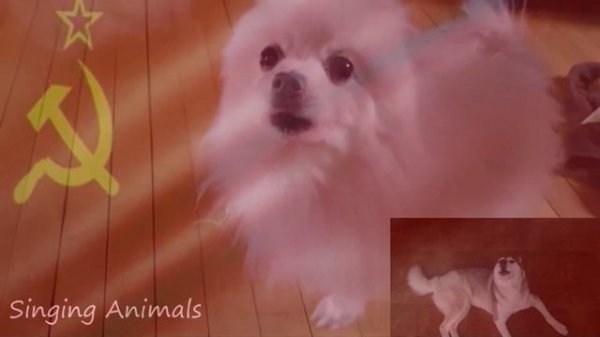 USSR Anthem (Animal Cover) / Гимн СССР (Кавер животных)