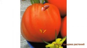 Томат обыкновенный Розовое сердце ? обзор: как сажать, семена томата Розовое сердце