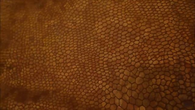 ОБЗОР ХВОСТА РУСАЛКИ EKSTRA ЗОЛОТАЯ РЫБКА