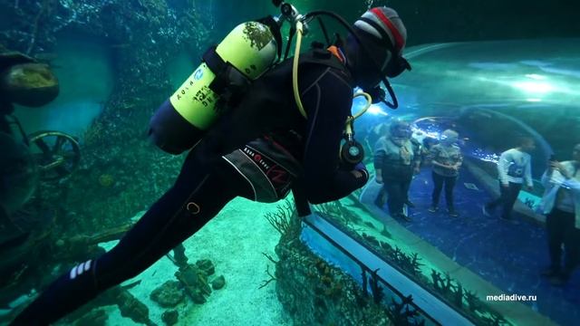 погружение в Крокус Сити Океанариуме смотреть онлайн