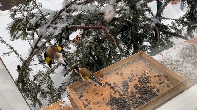 Поползни, синицы, щеглы смотреть онлайн