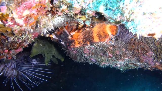 Dendrochirus biocellatus смотреть онлайн