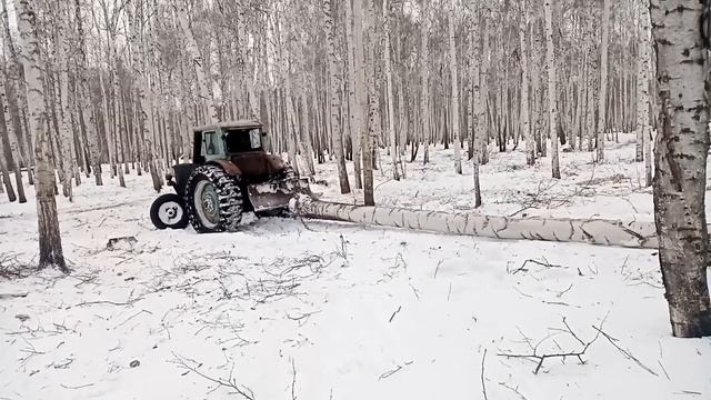 Трелевка мтз 50 на гусеницах...( новый эксперимент) смотреть онлайн