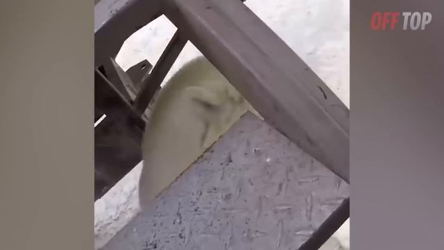 Когда ЖИВОТНЫЕ Потеряли КОНТРОЛЬ Над Собой И Их Сняли На Камеру! Топ 100 смотреть онлайн