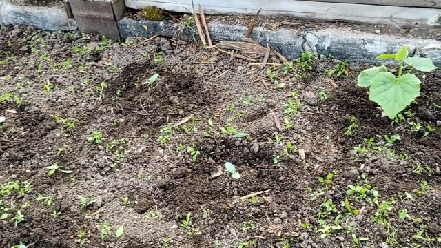 ДАЧА 6 СОТОК ? ОТМОСТКА ИЗ ГРАВИЯ ? САДОВЫЕ КАЧЕЛИ ? Кактус цветет ?