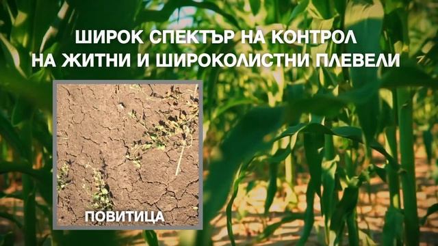 Мерлин Флекс и Капрено - успешната технология в царевица смотреть онлайн