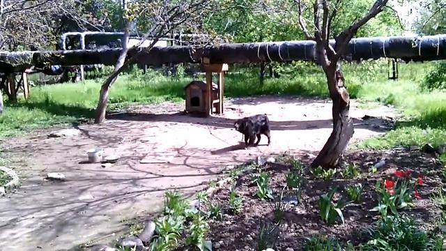 Собака гавкає смотреть онлайн