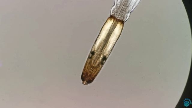 Личинка мокреца (Ceratopogonidae) смотреть онлайн