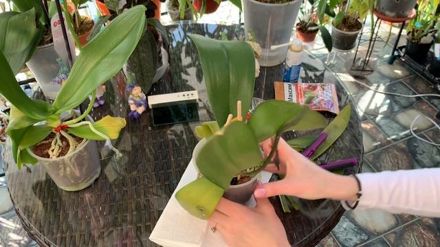 Орхидея Фаленопсис , Обморожение! смотреть онлайн