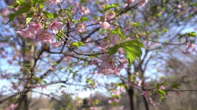 SONY A6300 Check 03 - 4K Field Test смотреть онлайн