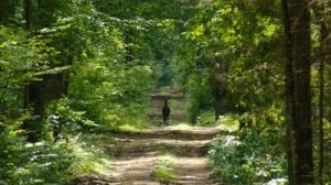Большой детский хор, солист В. Николаев. Беловежская пуща