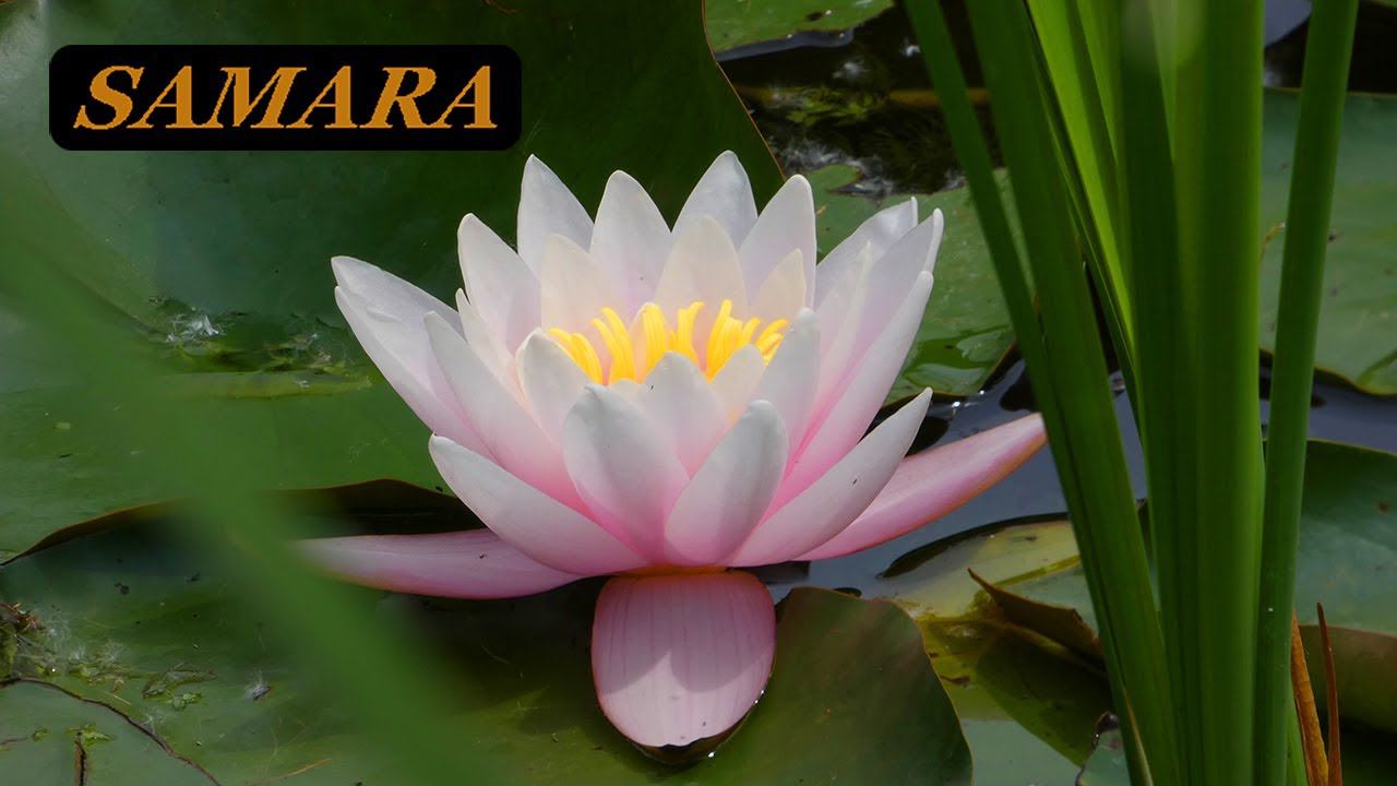 Ботанический сад. Самара. Пение птиц. Июль 2022. Botanical Garden. Samara. Birdsong. July 2022.