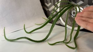 ПИТАХАЙЯ(драконий фрукт) это быстрорастущий КАКТУС. опыт выращивания ИЗ СЕМЯН.