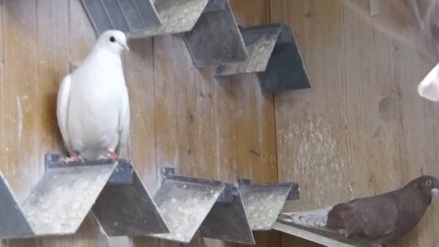 Голуби Ижевской породы племенной отсек. 06.03.2021 год. Цыганков Б.Г. смотреть онлайн
