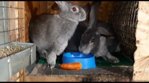 Разведение,Содержание и сбыт КРОЛИКОВ. Можно ли заработать на КРОЛИКАХ?